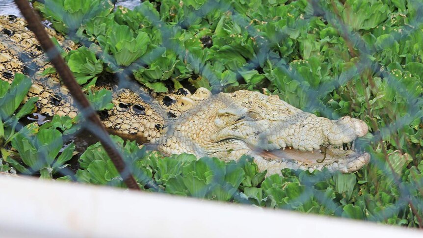 A photo of a white crocodile looking a little bit angry in its enclosure.