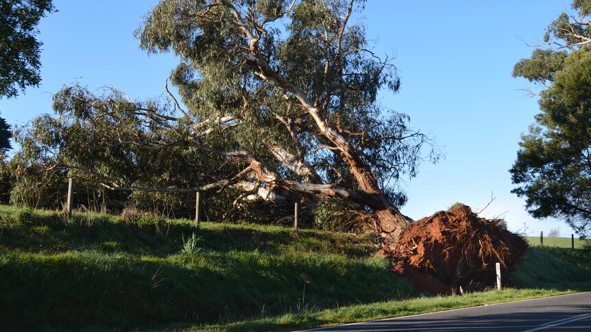 Tree uprooted by winds outside Warragul in Gippsland, Victoria.