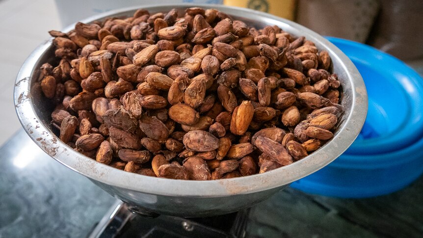 Brown cocoa beans sit in a silver bowl. They've recently been harvested and are being processed to make chocolate. 