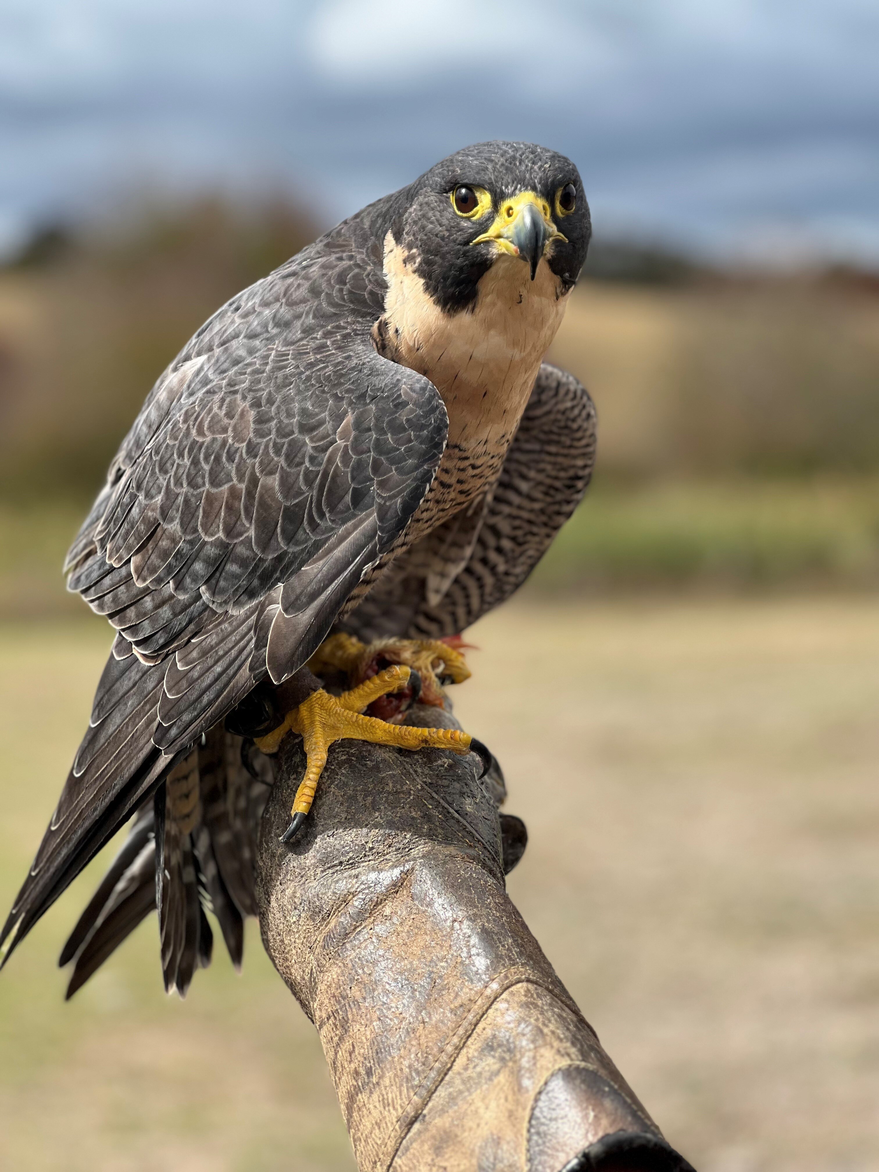 A peregrine falcon on a log close up