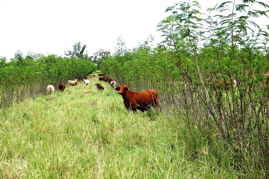 Rinder grasen auf Leukaena in der Nähe von Rockhampton, Queensland.