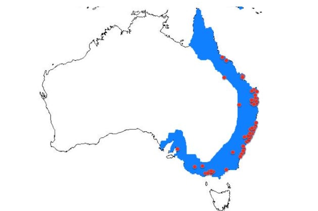 Rainbow lorikeets eat meat across Australia, as indicated by the red dots.