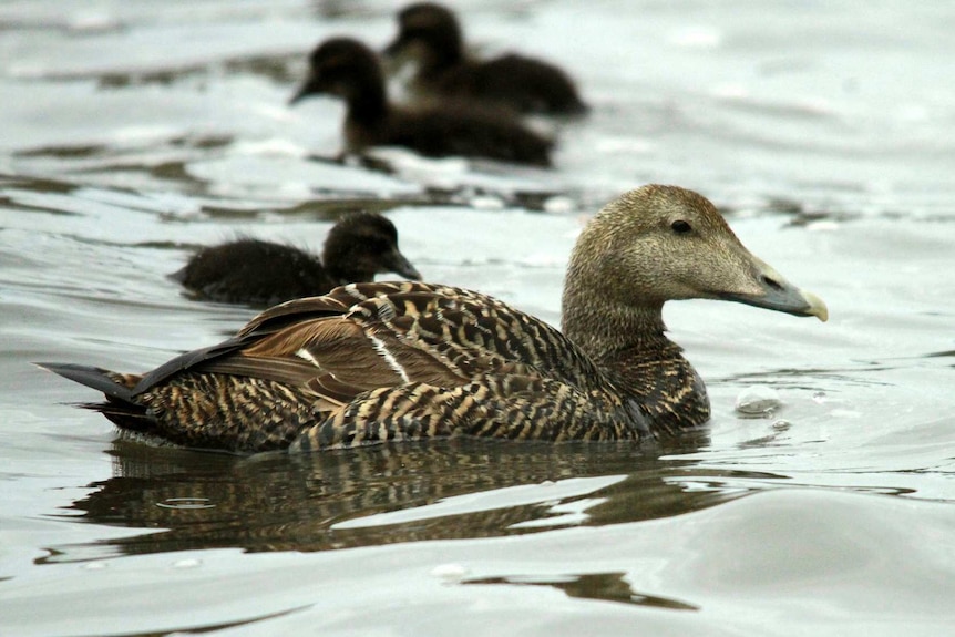 A duck with several ducklings.