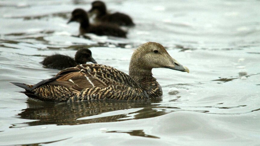 A duck with several ducklings.