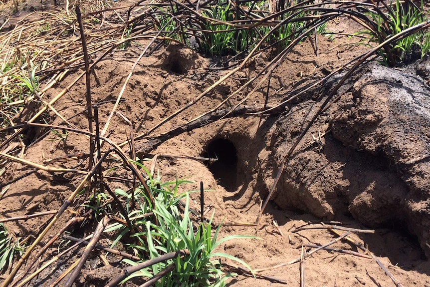 Tenthill Creek rabbit warren with multiple entrances