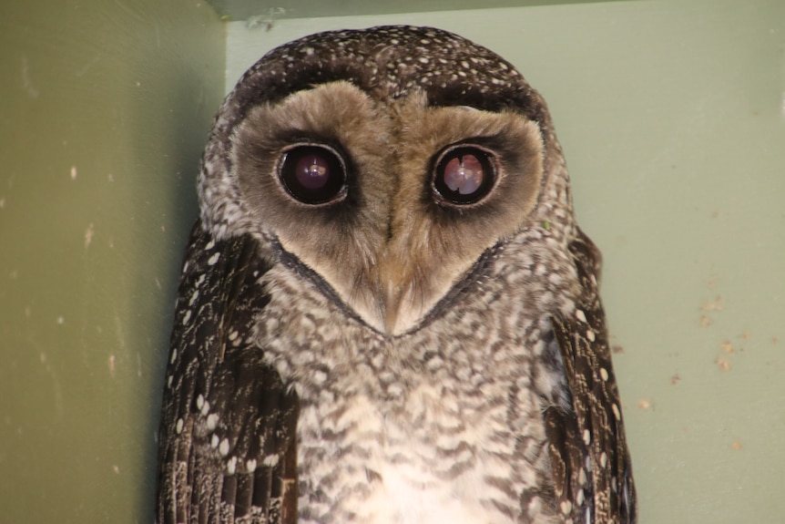 A lesser Sooty owl, in a the corner of a cage with a eye defect in the left eye brought on by a vehicle strike  
