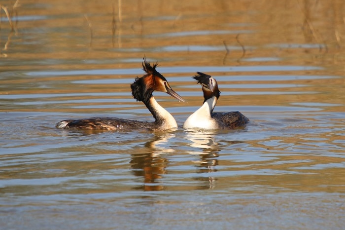 A pair of great crested grebes
