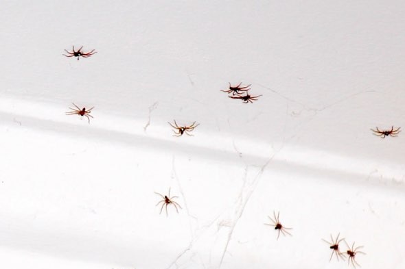 spiders on ceiling