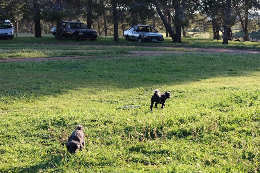 Two poodles run across a large stretch of grass.