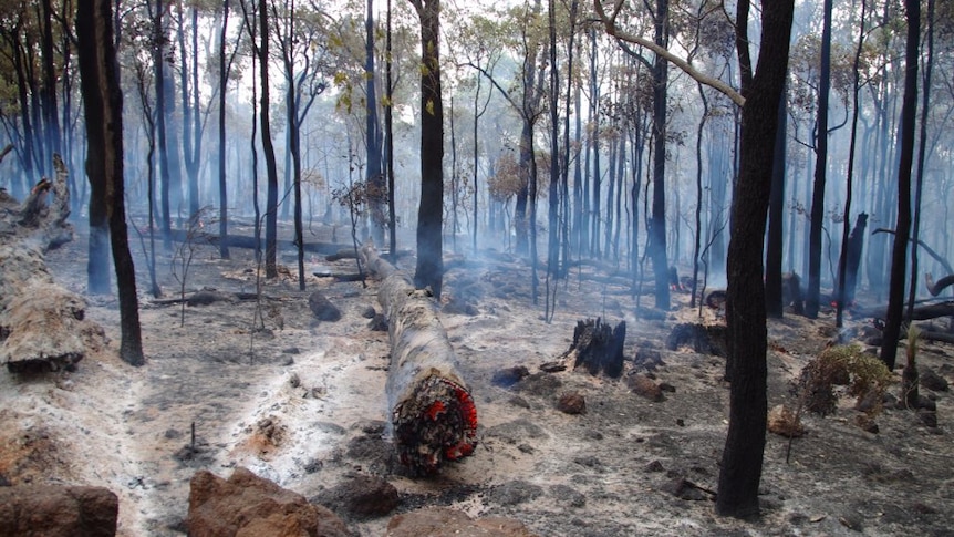 Scorched forest in Waroona after a bushfire tore through the area