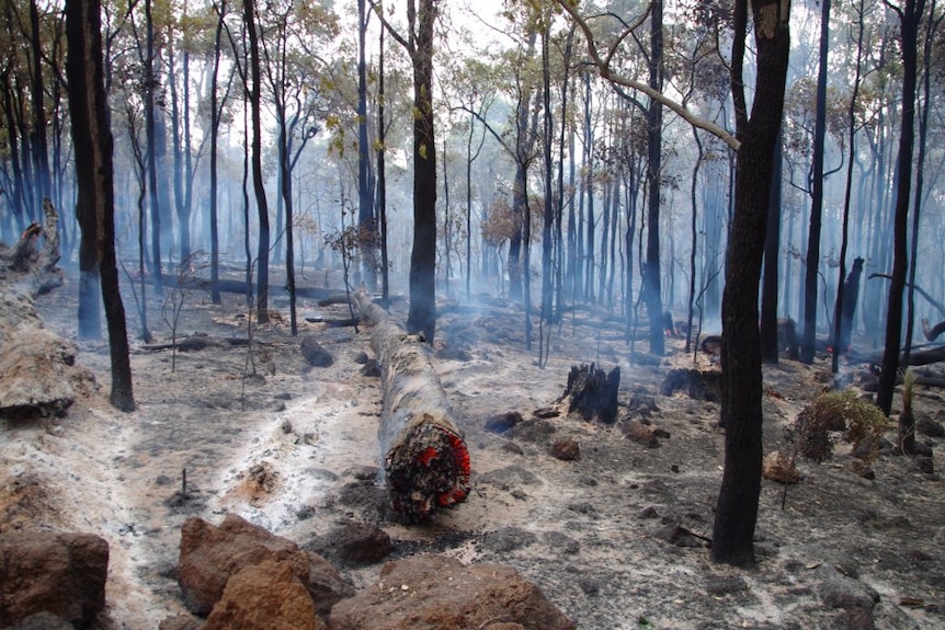 Scorched forest in Waroona after a bushfire tore through the area