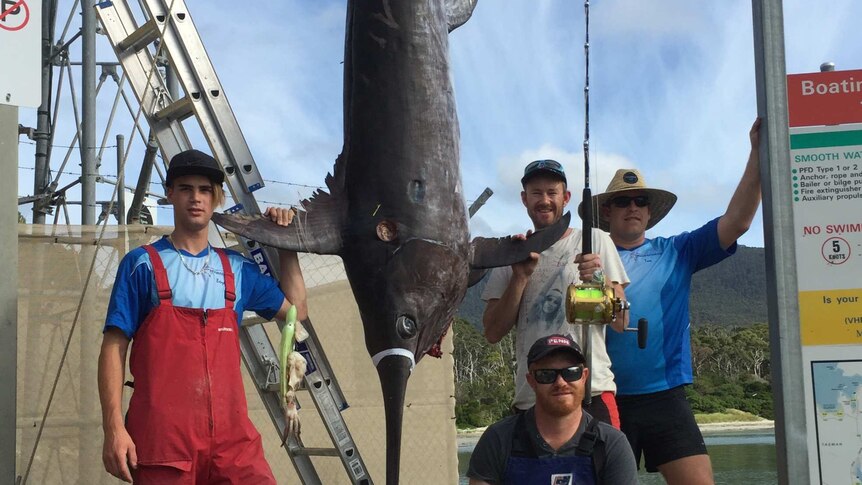 Dead swordfish hanging with four fisherman standing around it.