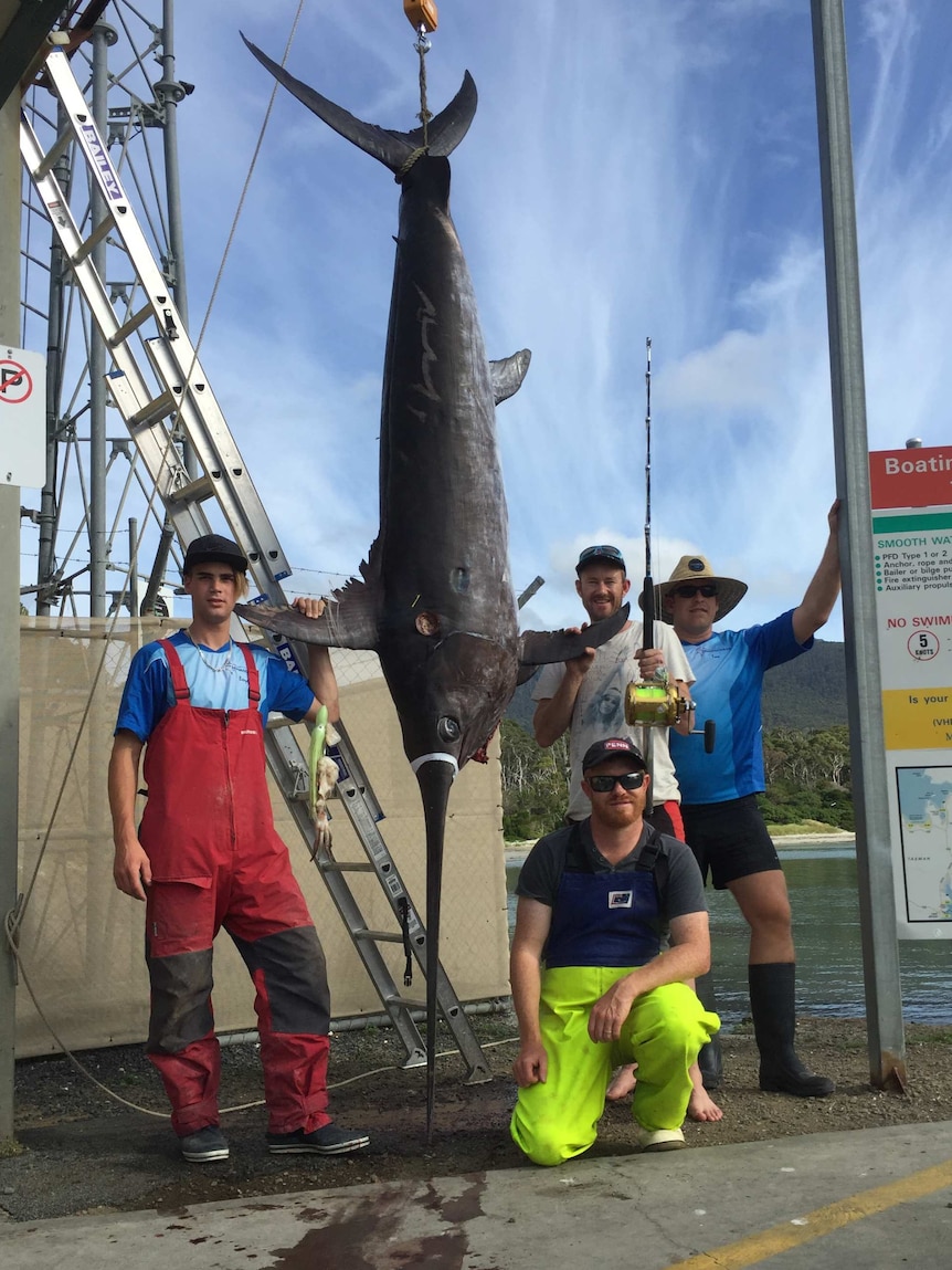 Dead swordfish hanging with four fisherman standing around it.