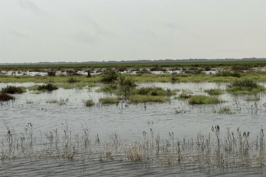 Flood water sitting in green paddocks near Hillston in western NSW. 