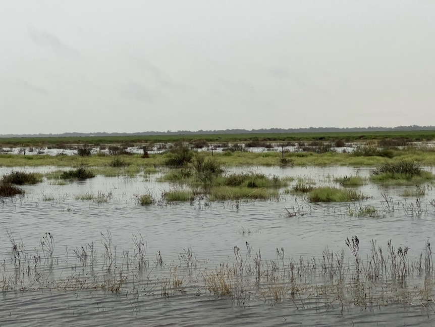 Flood water sitting in green paddocks near Hillston in western NSW. 