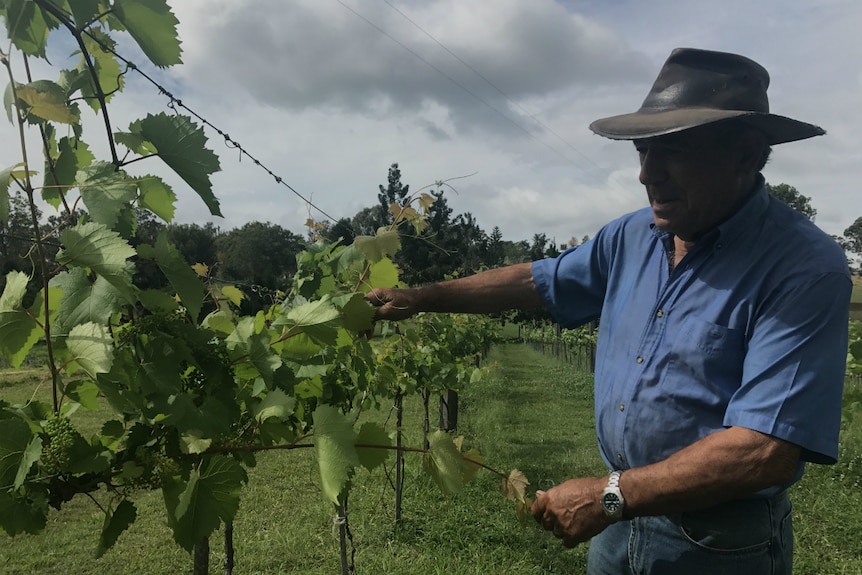 Bruno Gabbana in a vineyard containing table and wine grape varieties.