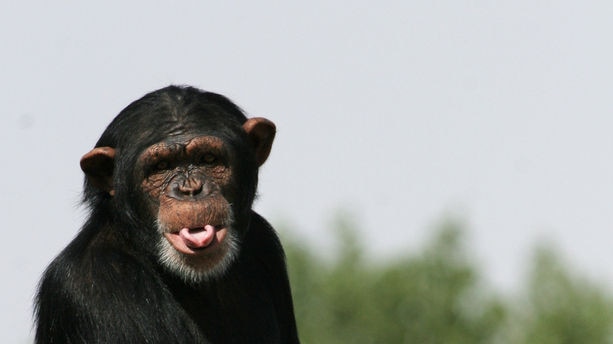 A chimpanzee, sitting on logs, shows its tongue.