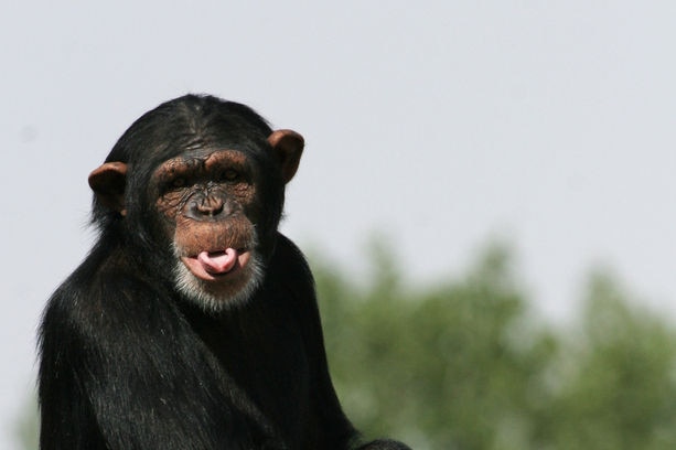 A chimpanzee, sitting on logs at a sanctuary outside Madrid, shows its tongue.