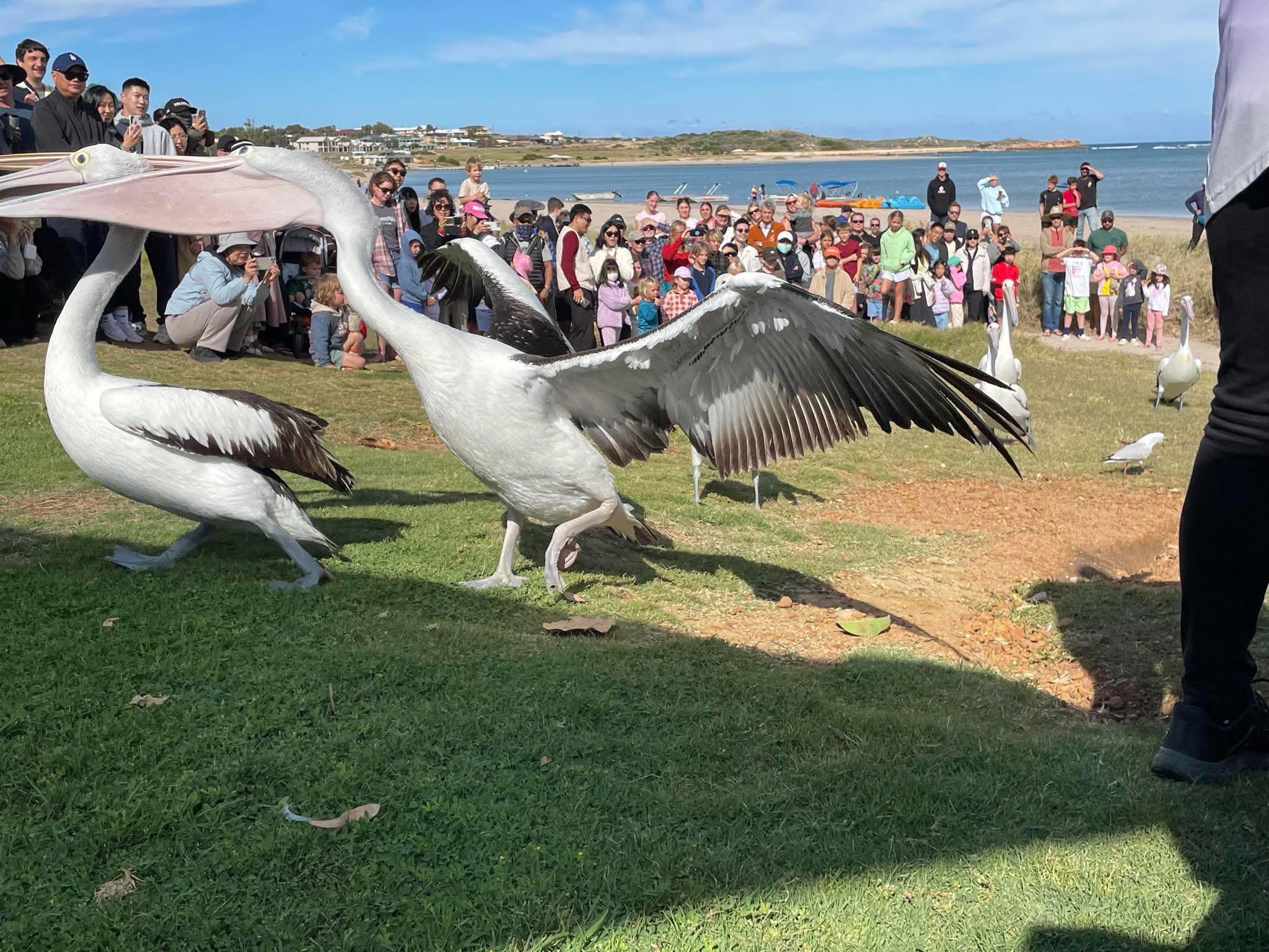 'Naughty Boy' pelican munches on seagulls and plays dead for tourists