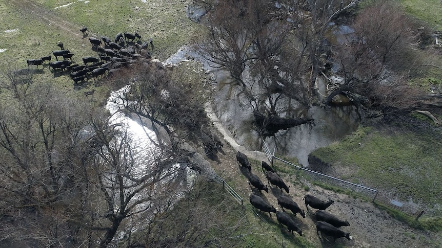 An aerial shot of cattle crossing a river