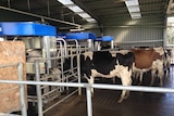 A robotic dairy in Western Creek, Tasmania