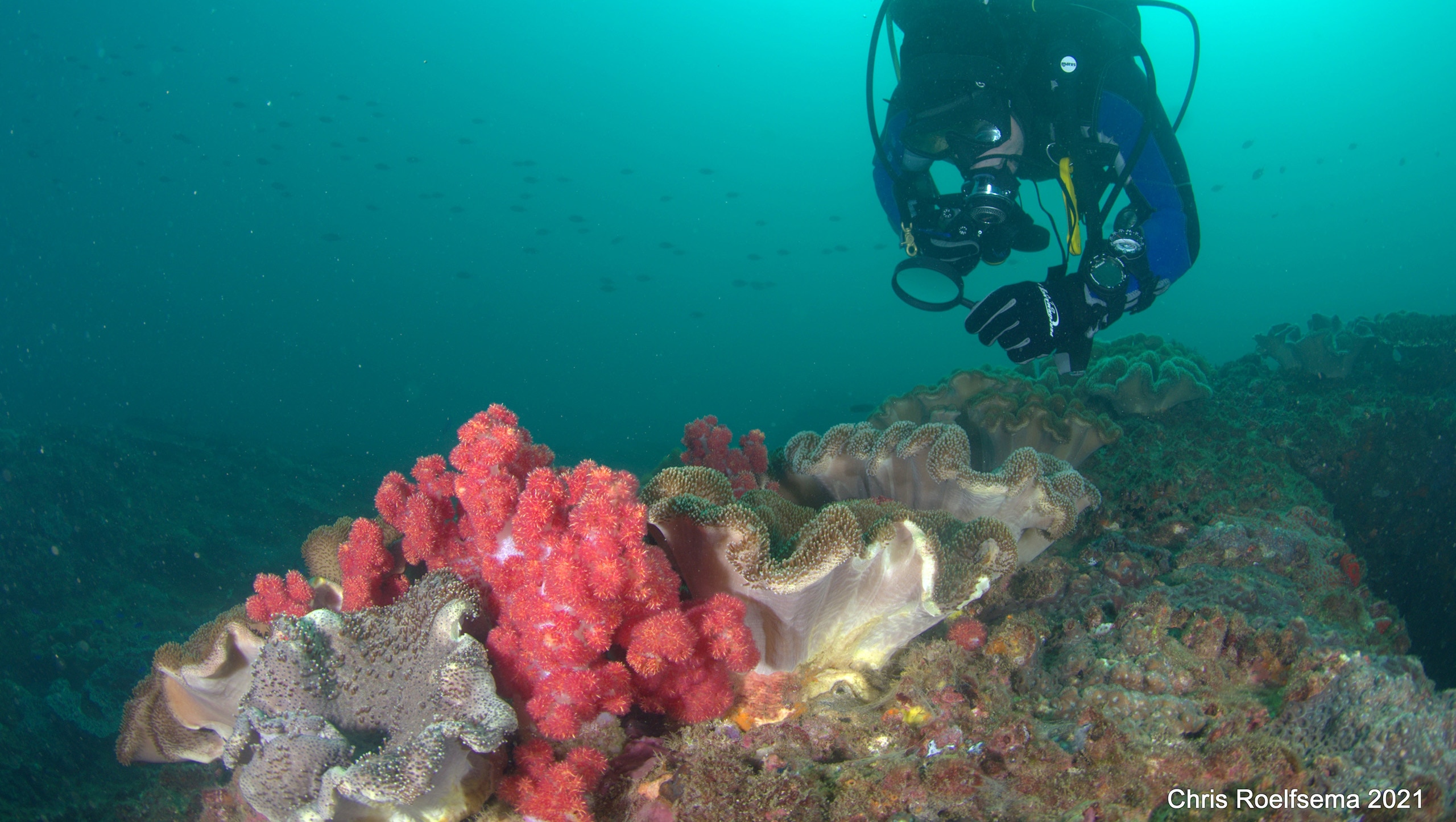 Underwater diver examines bright red coral