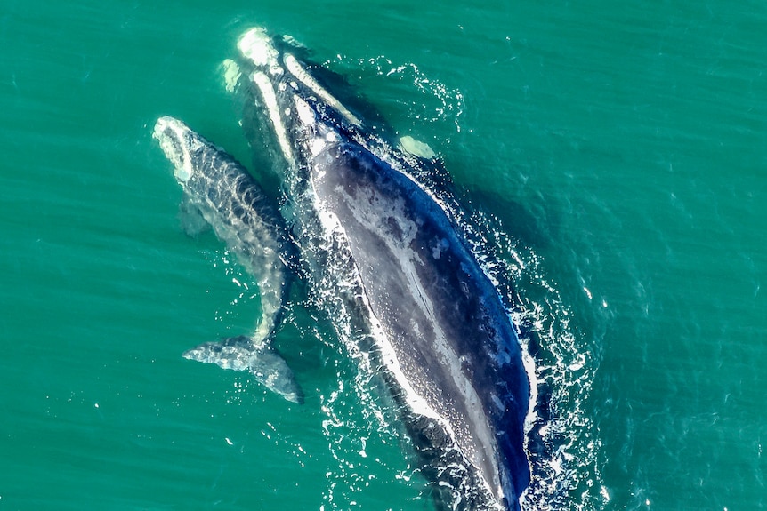 A calf right next to a whale in the water. 