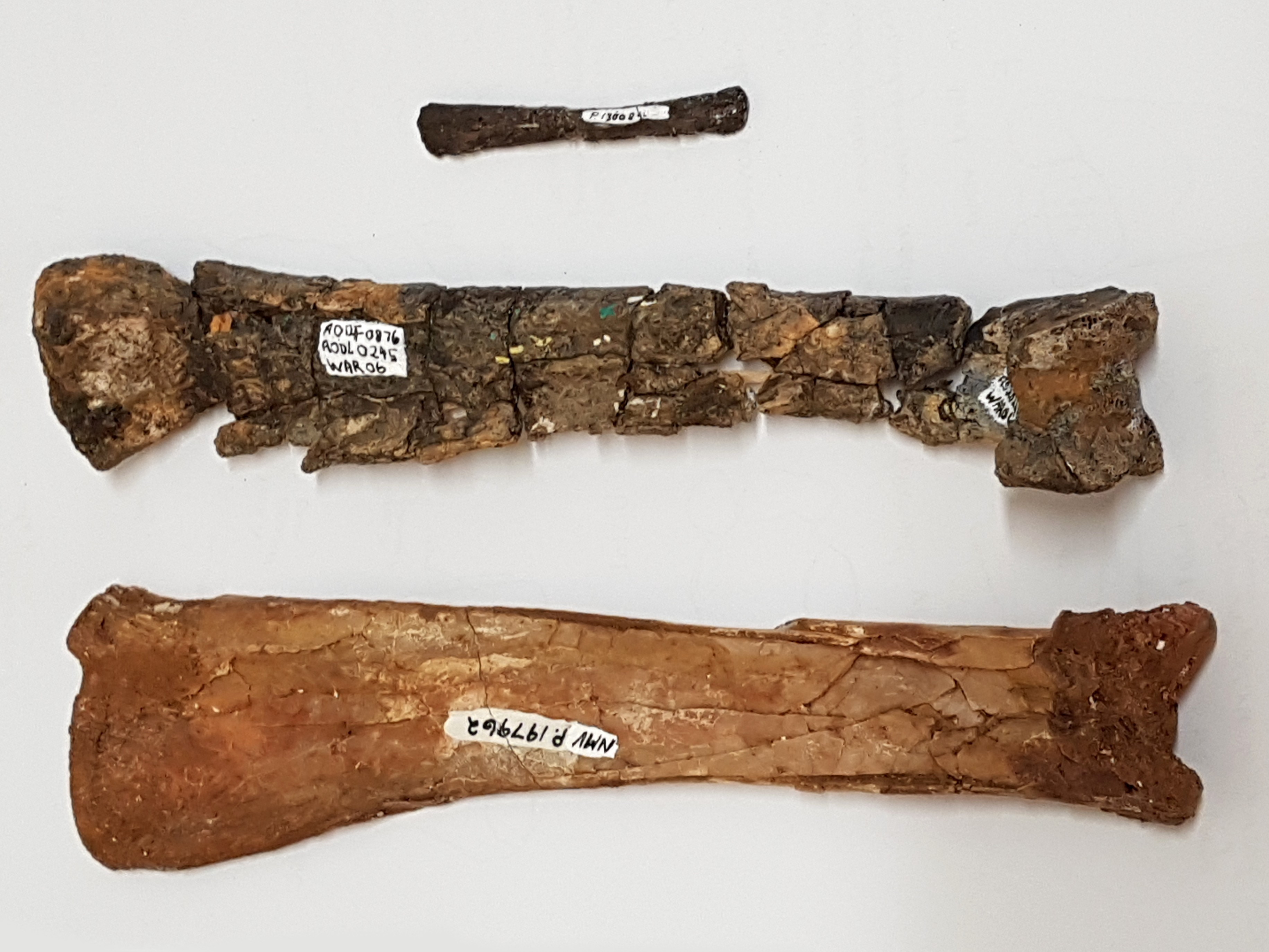 Comparison of pterosaur wing bones showing from adult and juvenile