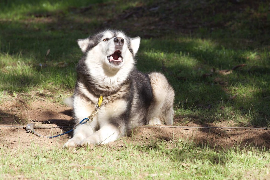 Dog singing