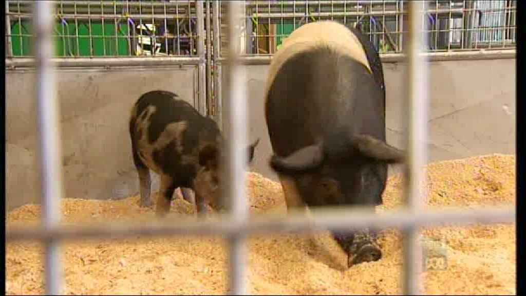 Pigs banned from Ekka - ABC News