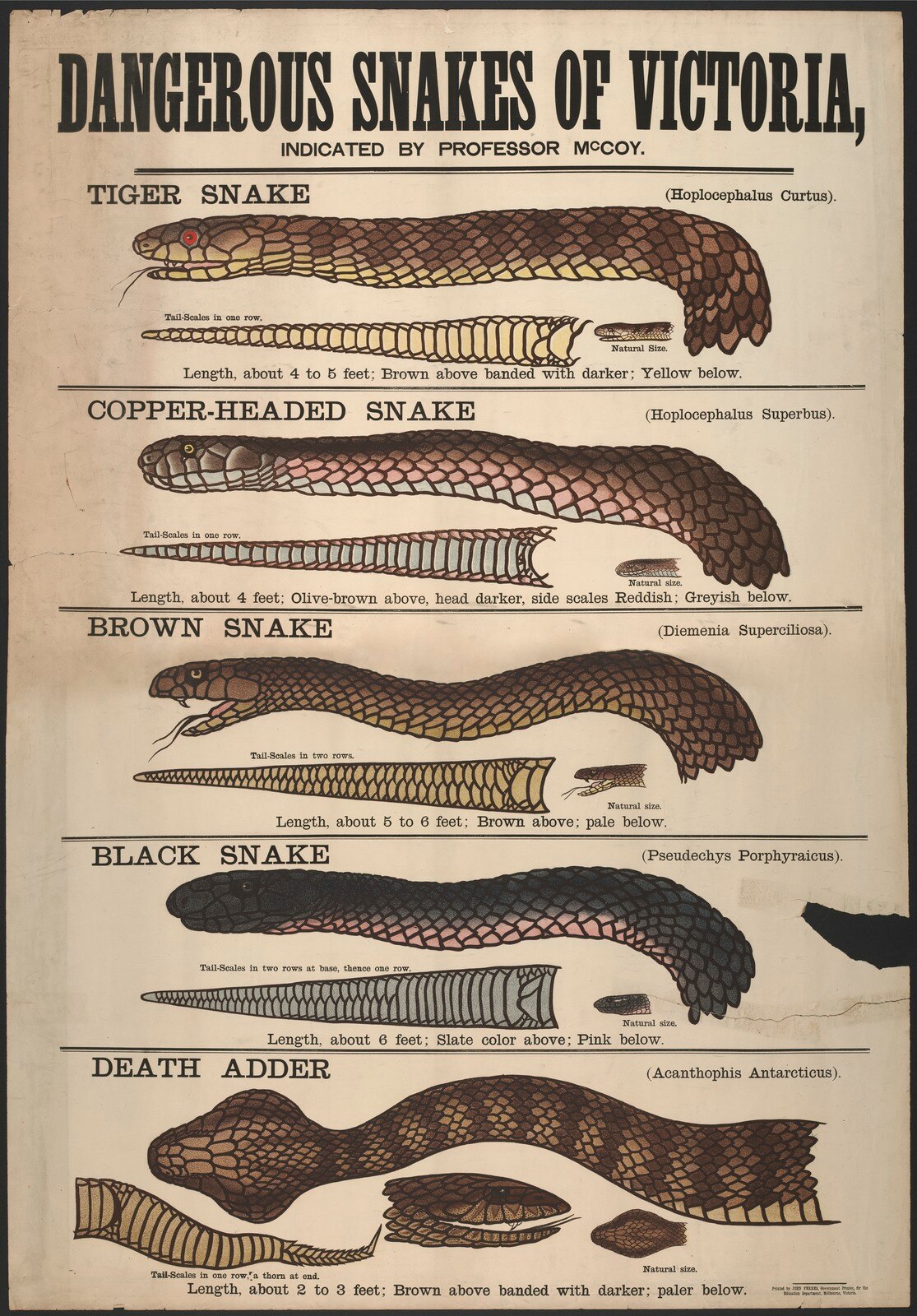 A poster depicting snakes