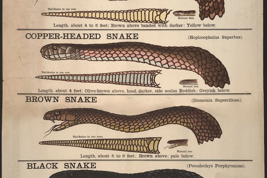 A poster depicting snakes
