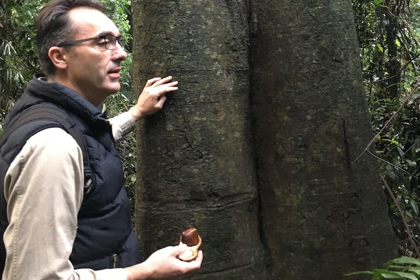 A man in a khaki shirt and puffer vest holding a tree nut and standing next to the trunk of a tree.