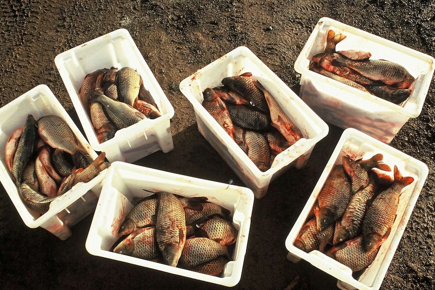 Carp pulled from Lake Sorell, Tasmania.