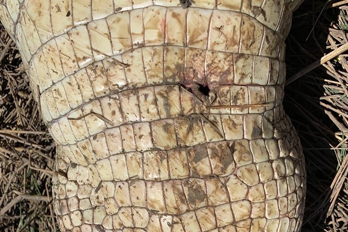 A bullet wound is visible on a crocodile on the river bank.