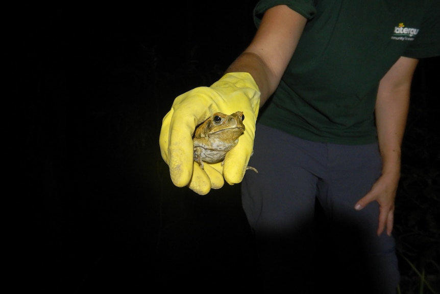 A person wearing a yellow rubber glove hold a cane toad.