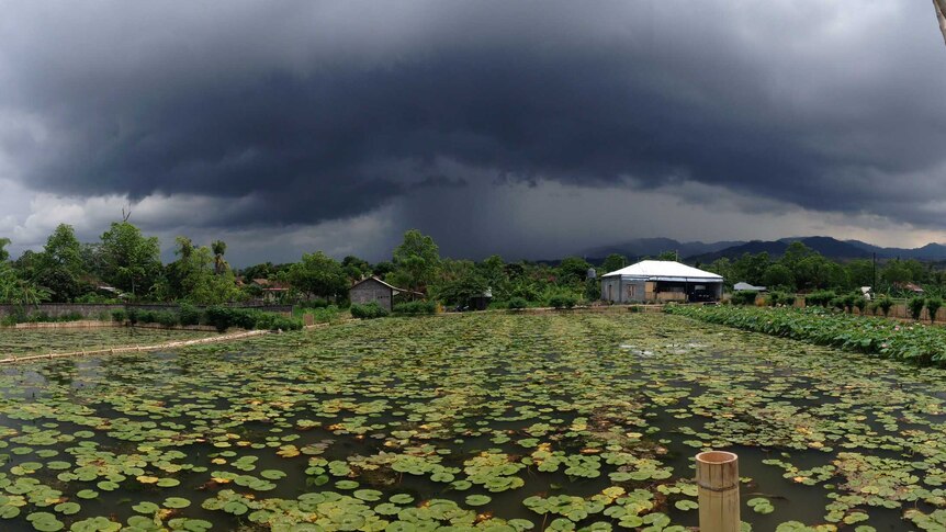 LANDLINE: Martin Staines and Kathy Cameron's failed Bali water lily farm