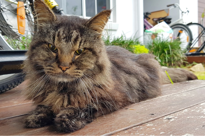 cat sitting looking at the camera