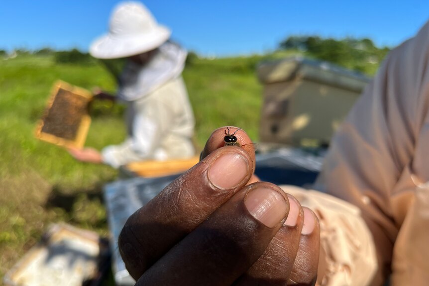 Man holds a drone bee in his hand. 