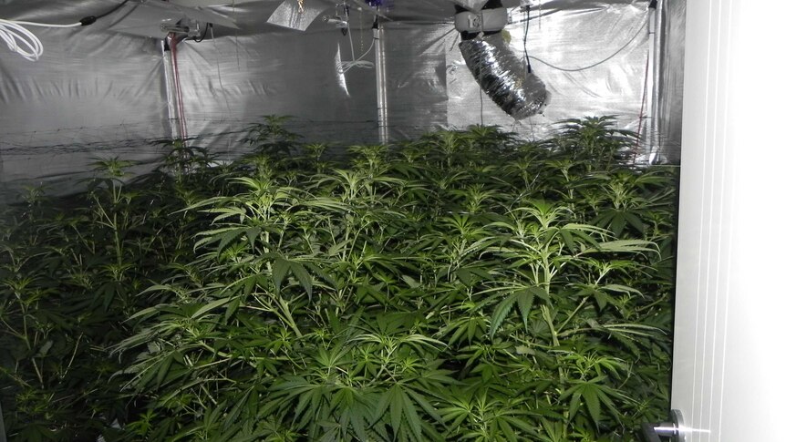 Cannabis growing inside a Canberra home