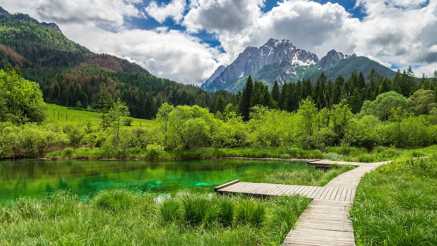 Verdant grasses and a board walk beside a shallow lake, leading to darker green forest and distant snow-capped mountains. 