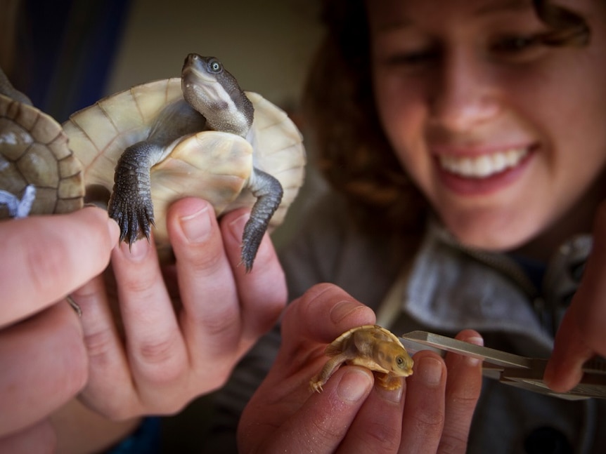 researchers holding up Murray short neck baby turtles.