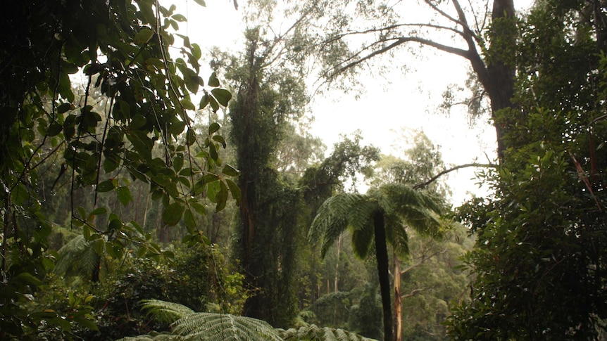 Kuark Forest, outside Orbost, has been earmarked for logging.