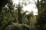 Kuark Forest, outside Orbost, has been earmarked for logging.