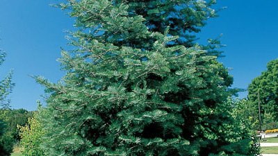Abies - Gardening Australia