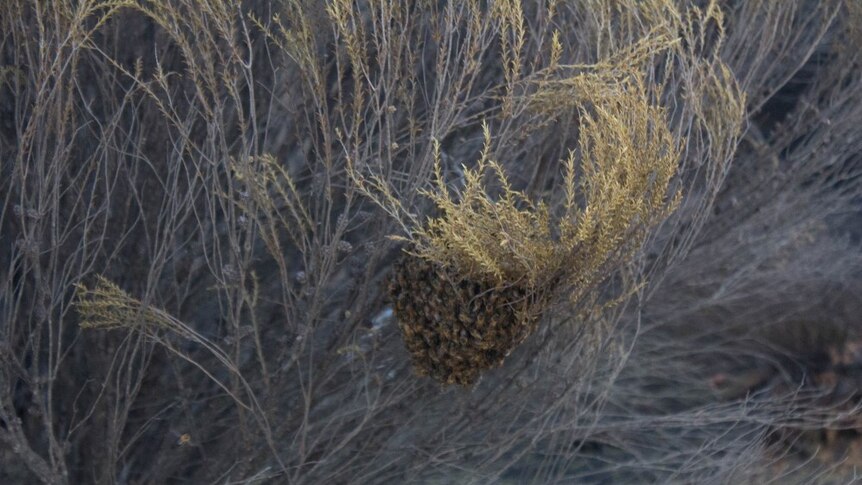 Bees left in the Norseman bushfire have formed a new hive.
