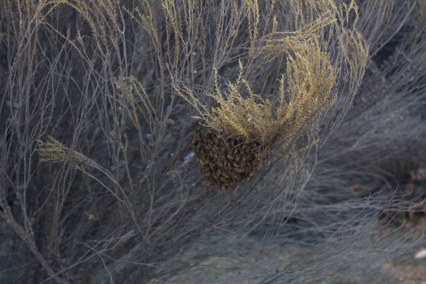 Bees left in the Norseman bushfire have formed a new hive.