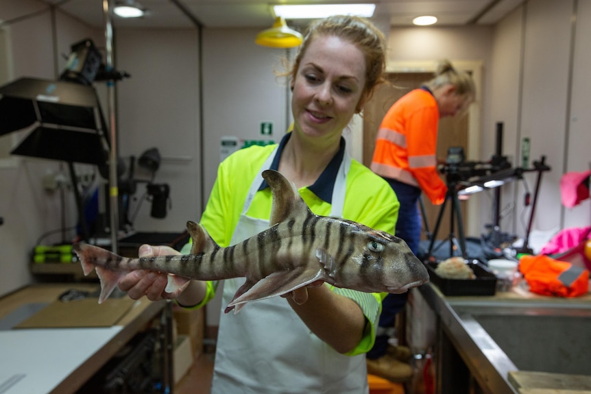 A woman in high-vis gear holding a small, striped shark