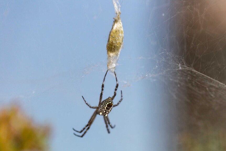 A tent spider with an egg sack