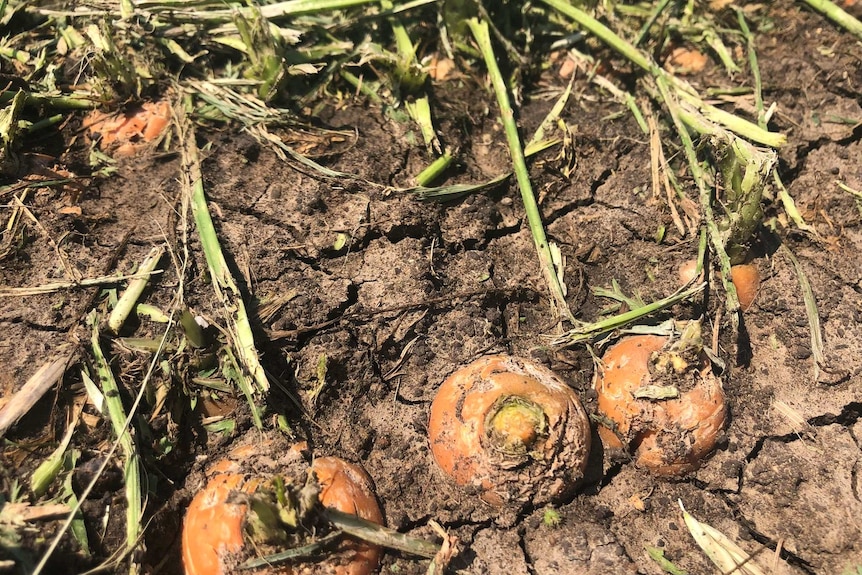 Storm-damaged carrot crop